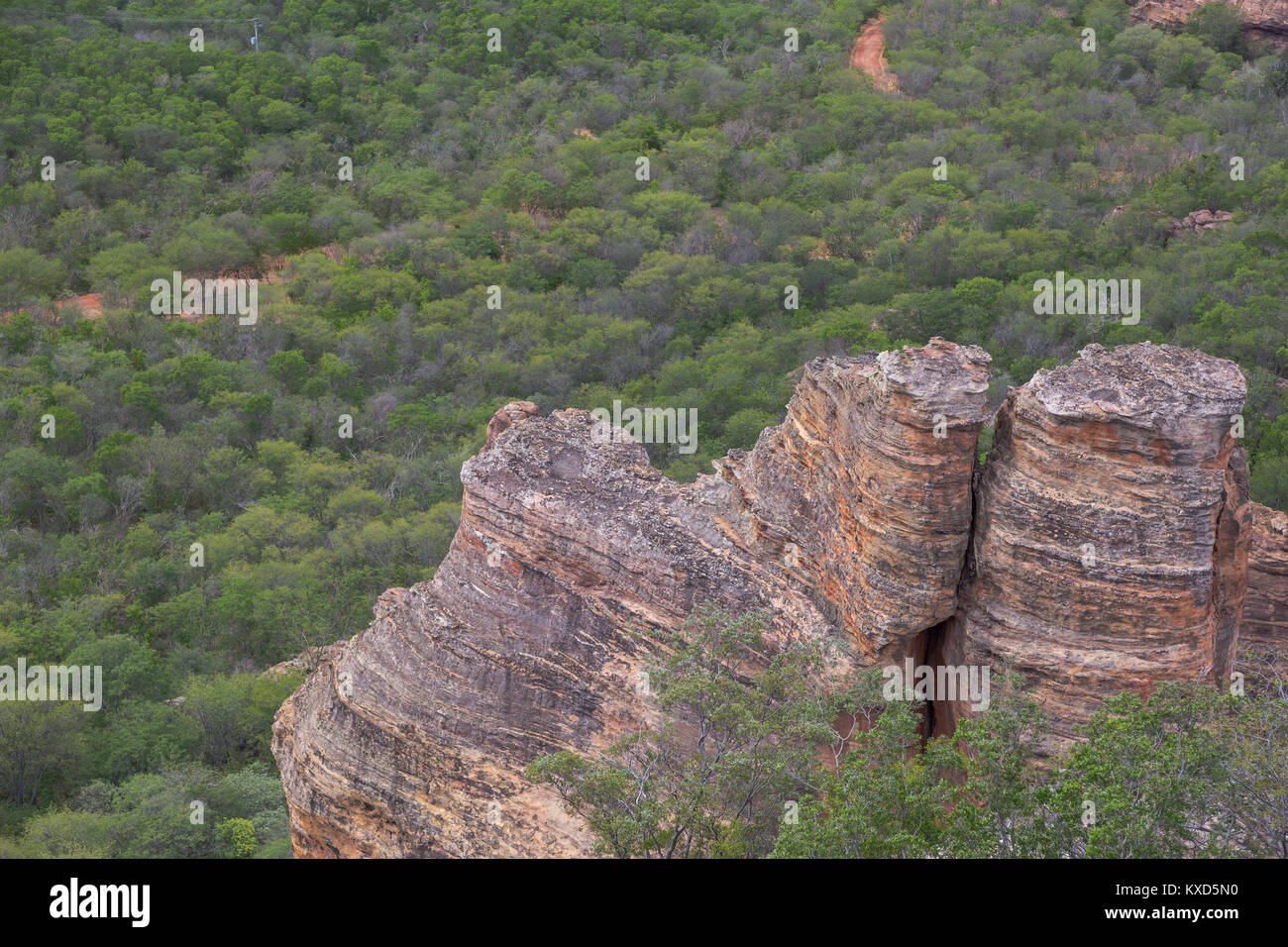 Leafy Catinga in Serra da Capivara Stock Photo