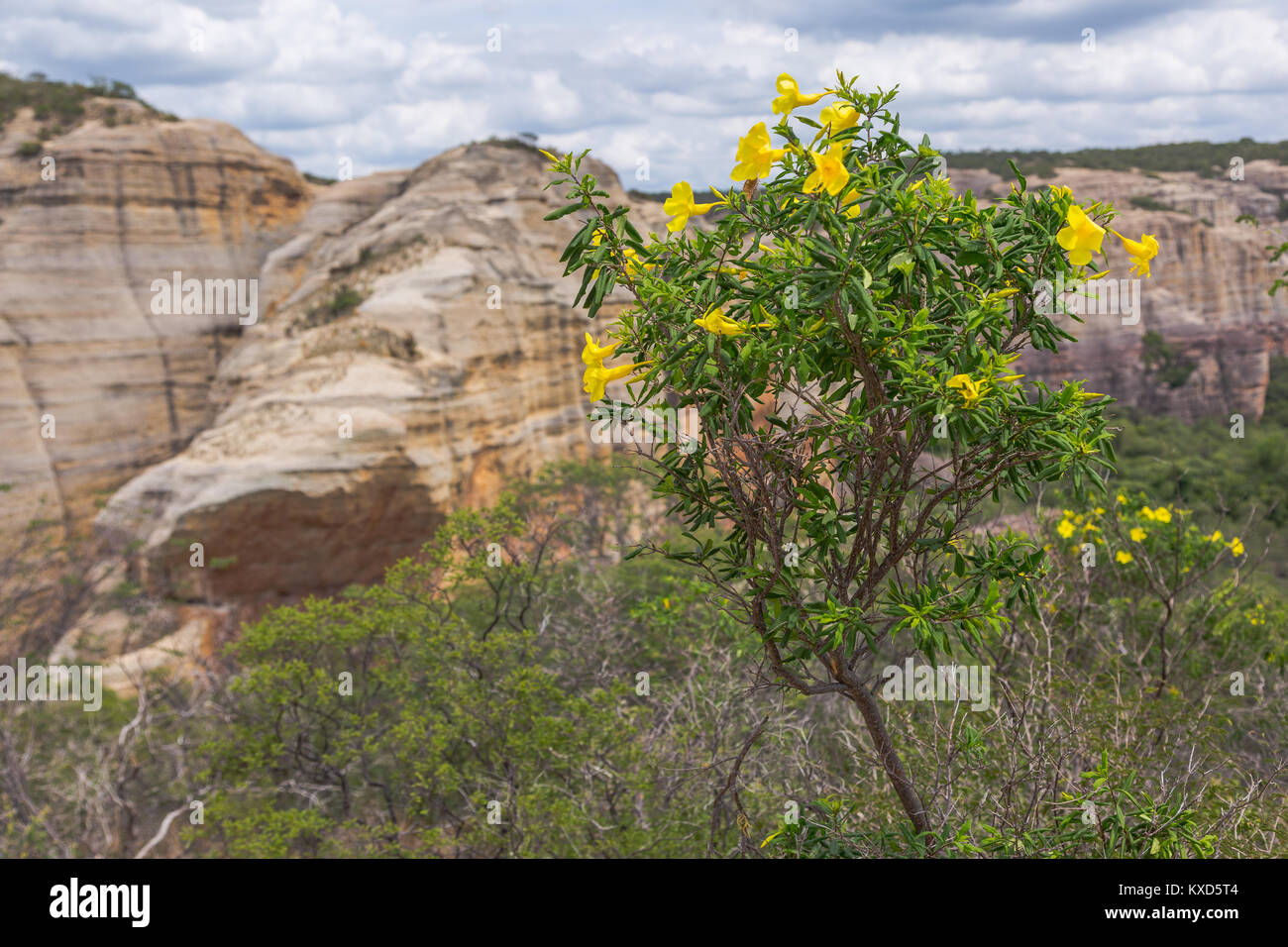 Leafy Catinga in Serra da Capivara Stock Photo