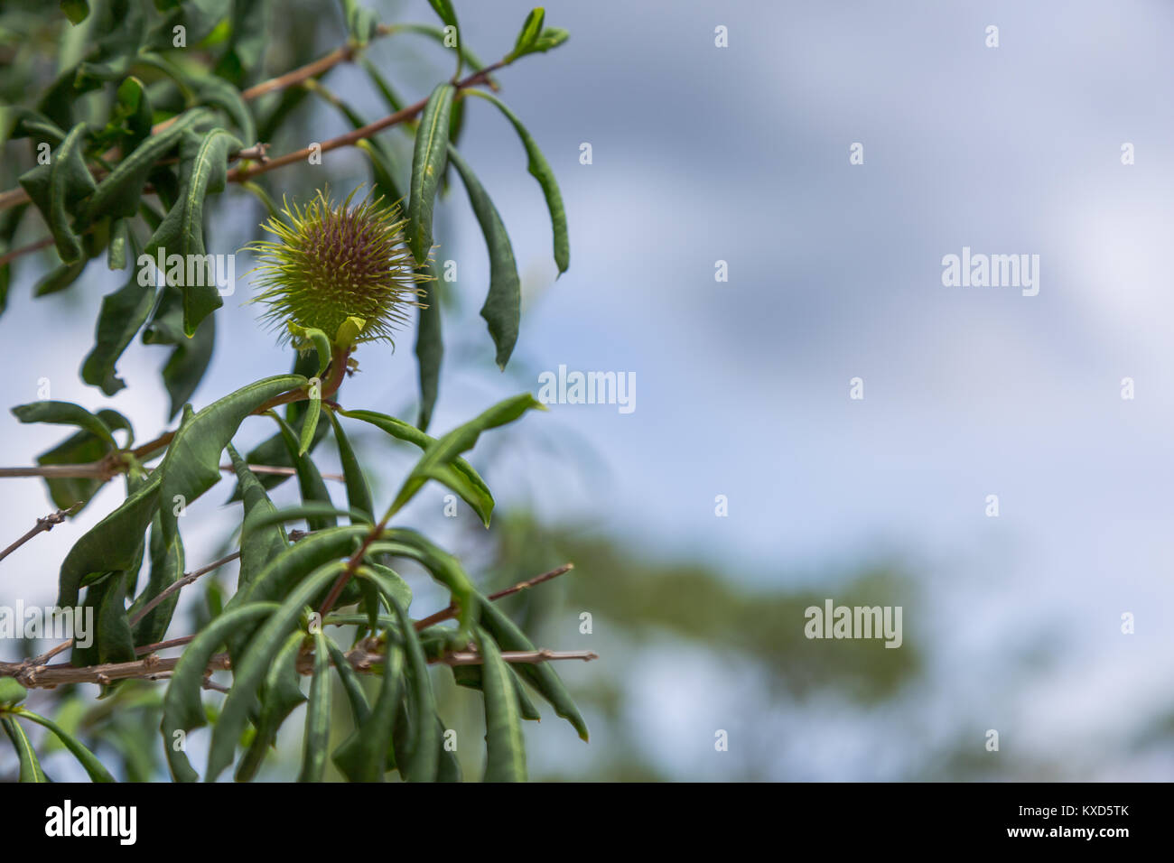 Leafy Catinga in Serra da Capivara Stock Photo