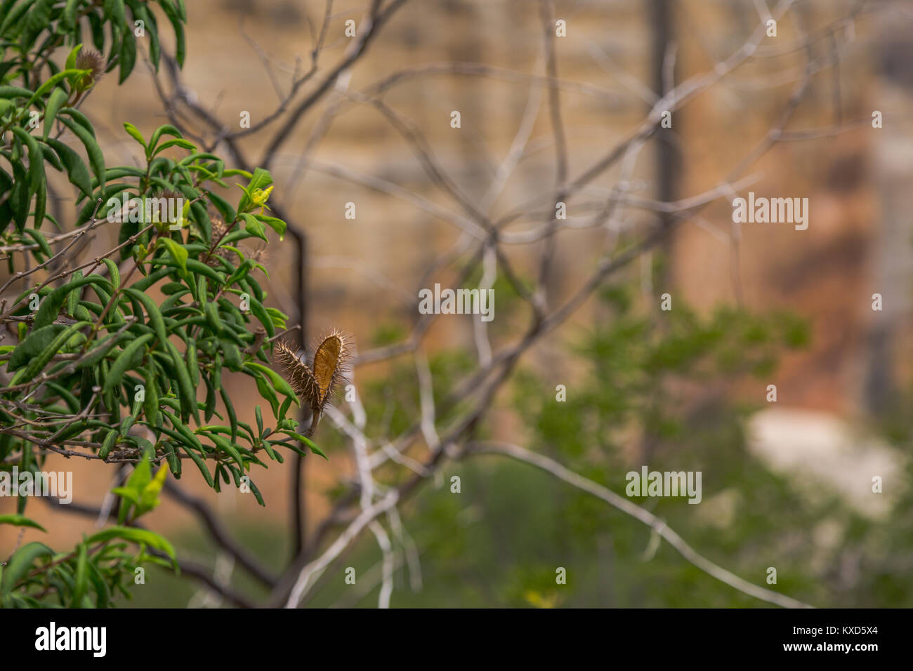 Leafy Catinga in Serra da Capivara Stock Photo