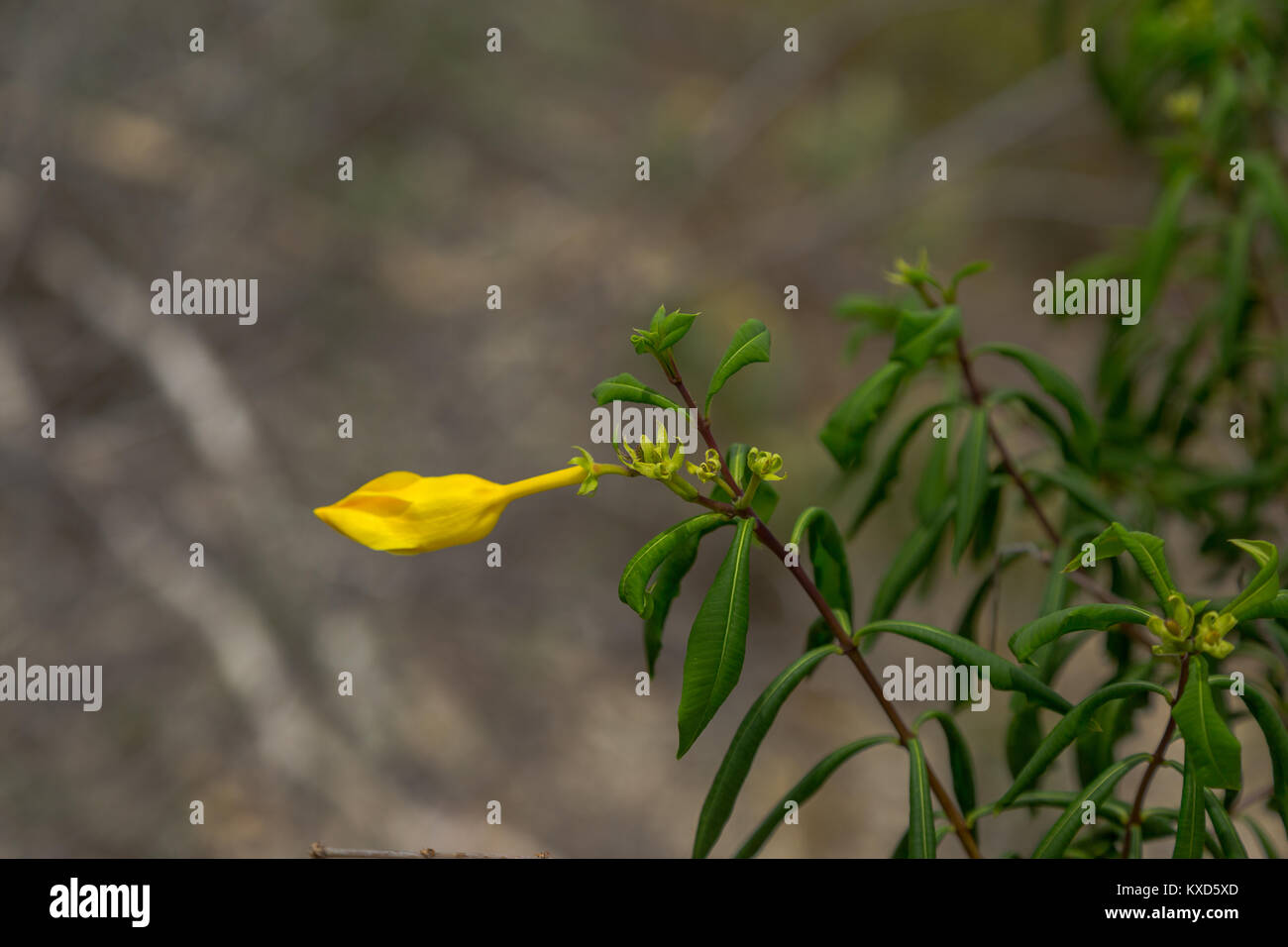 Leafy Catinga in Serra da Capivara Stock Photo