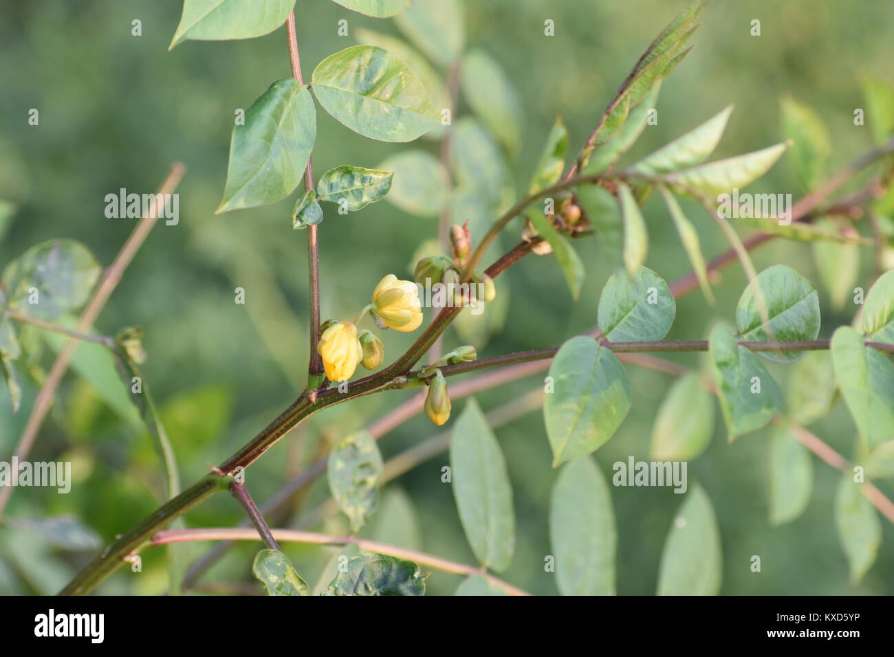 beauty of natural flowers Stock Photo - Alamy
