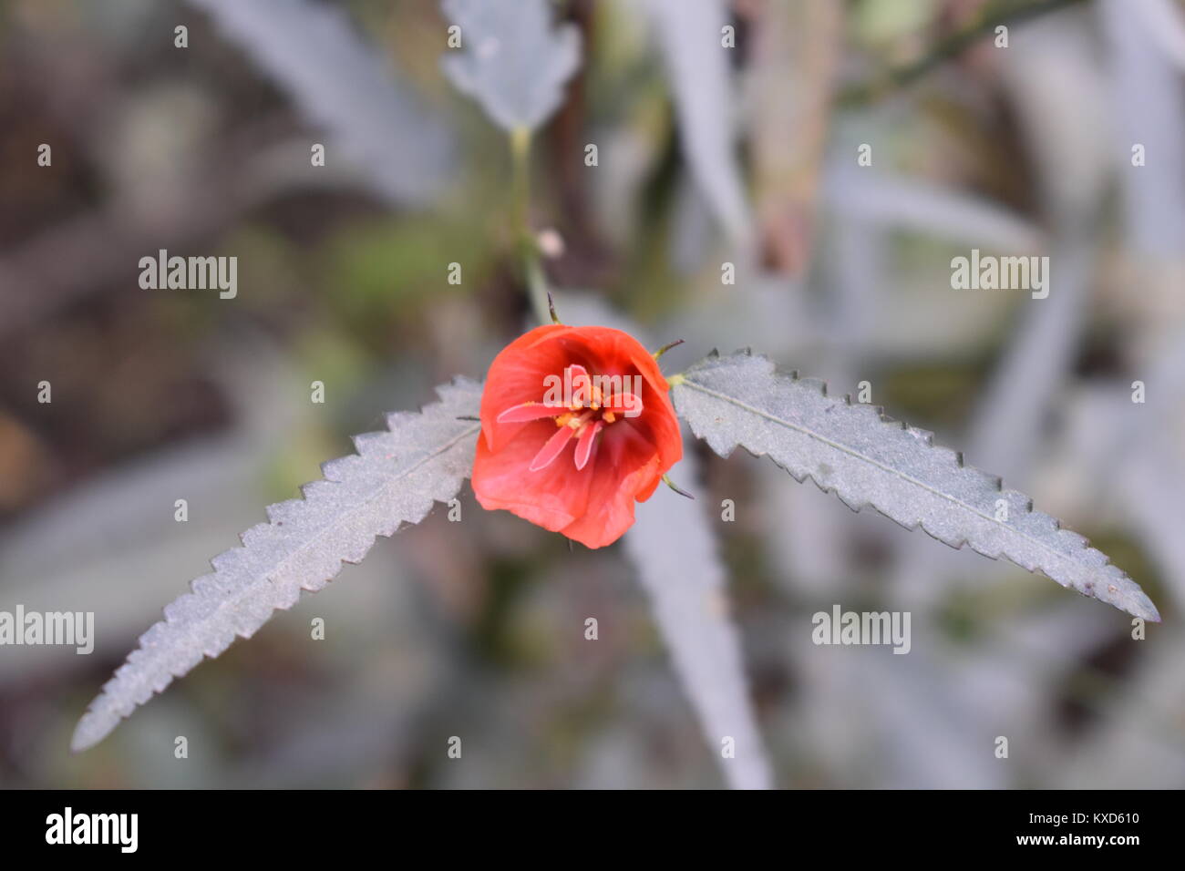 beauty of natural flowers Stock Photo - Alamy