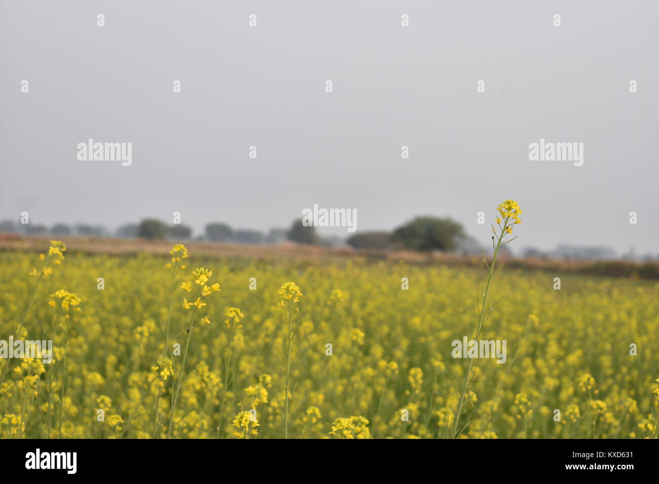 beauty of natural flowers Stock Photo - Alamy