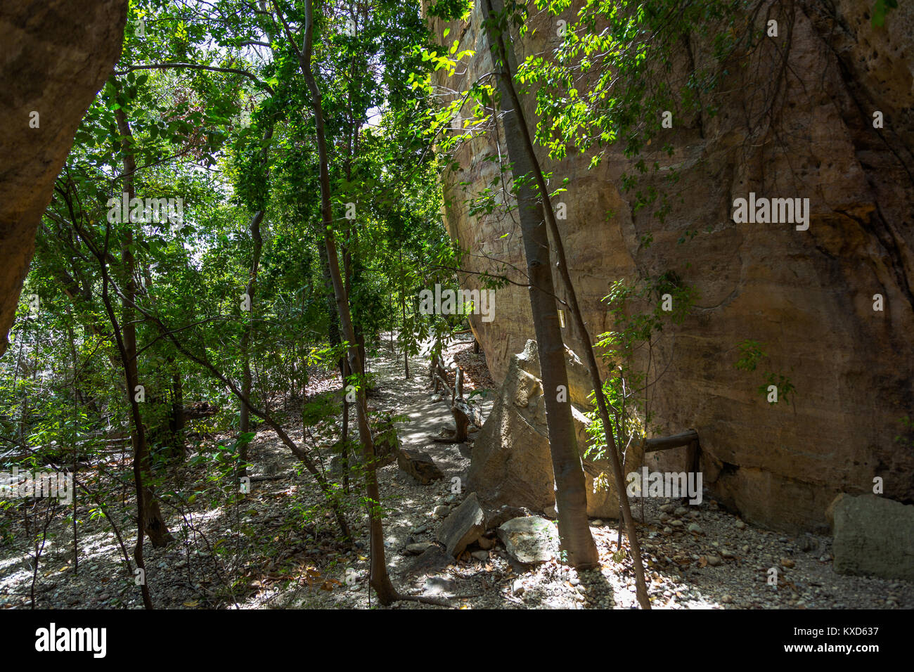 Leafy Catinga in Serra da Capivara Stock Photo