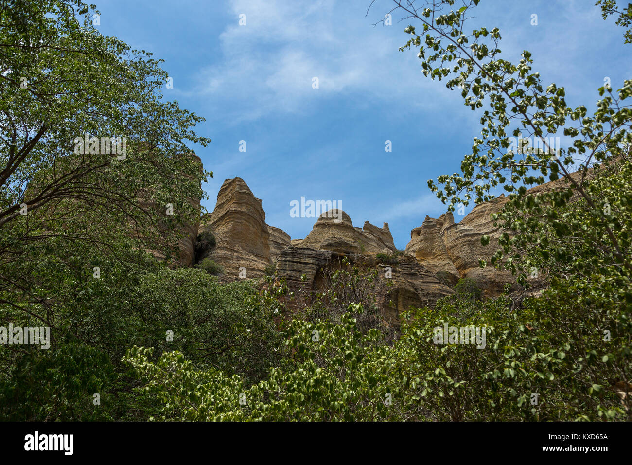 Leafy Catinga in Serra da Capivara Stock Photo