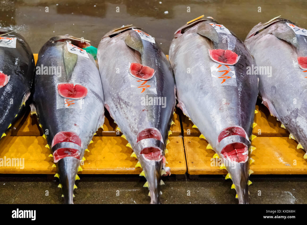 Tuna put for auction at Osaka Central Wholesale Market                                                 OSAKA, JAPAN - OCTOBER 24: Osaka Central Wholes Stock Photo