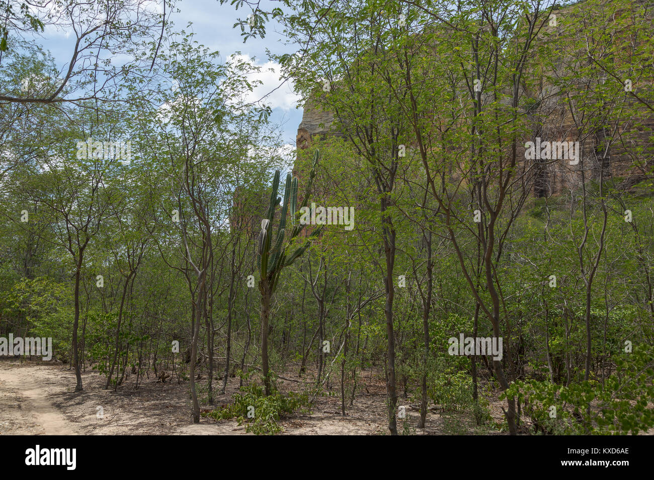 Leafy Catinga in Serra da Capivara Stock Photo