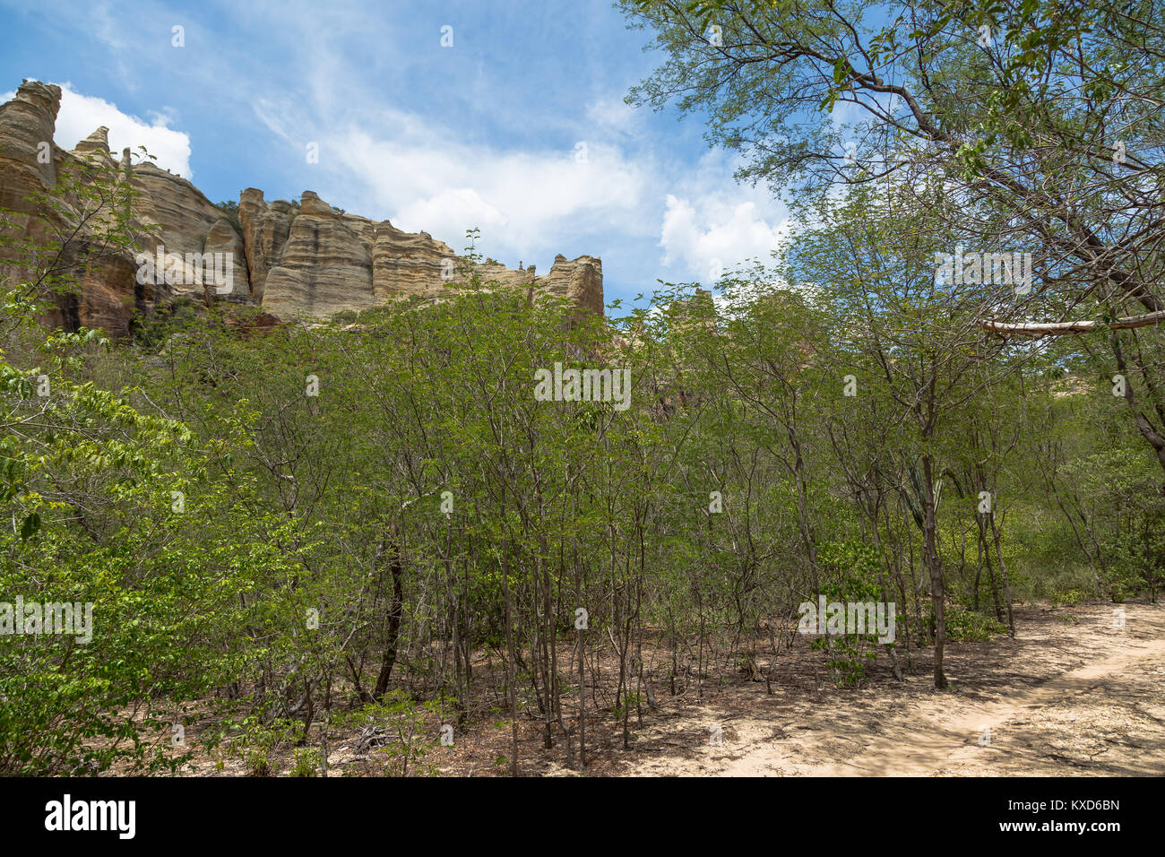 Leafy Catinga in Serra da Capivara Stock Photo