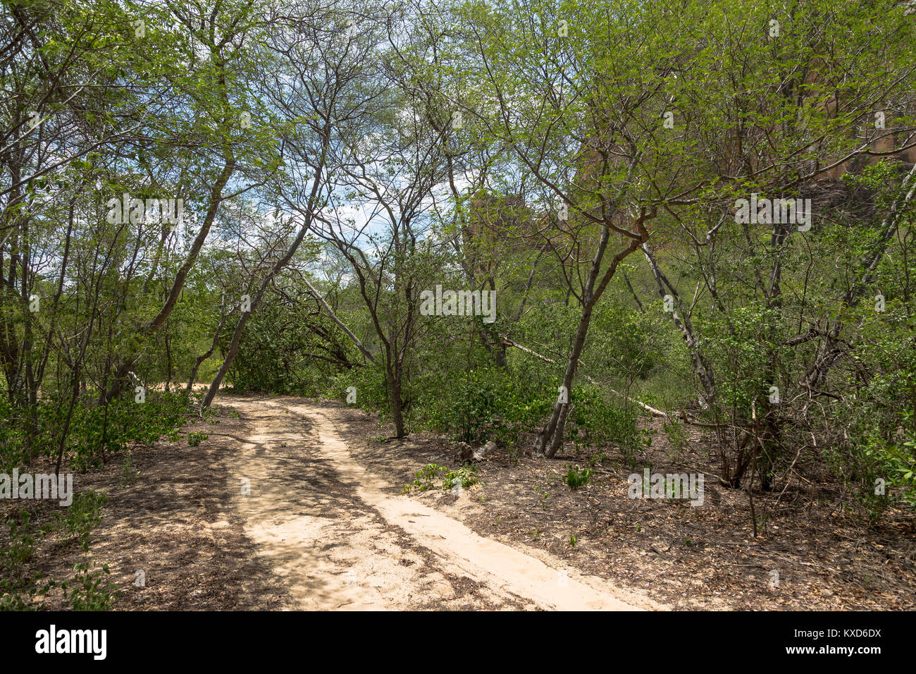 Leafy Catinga in Serra da Capivara Stock Photo