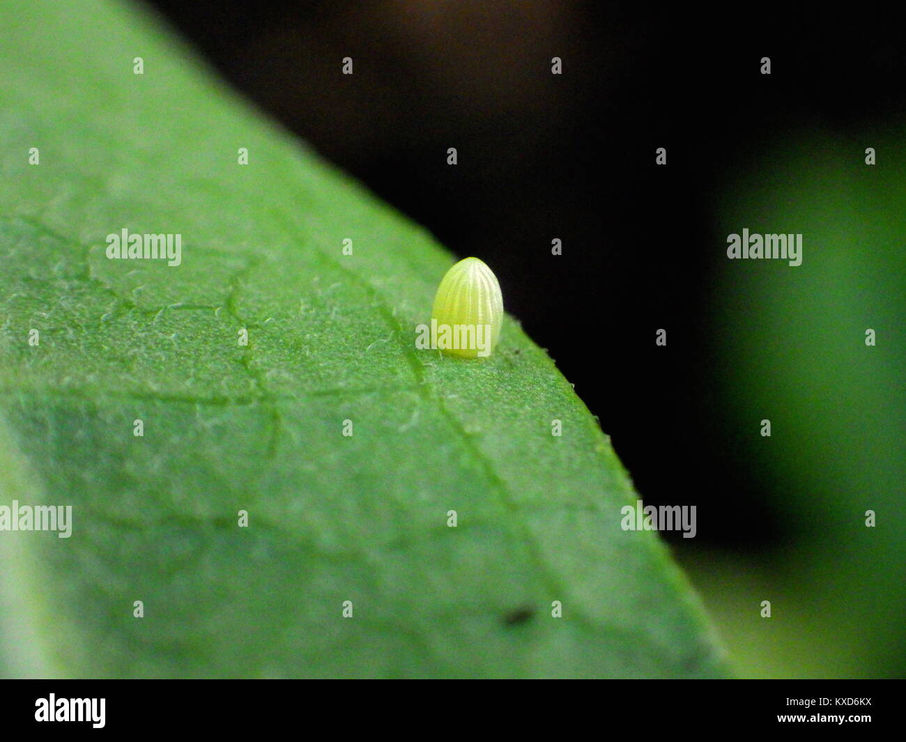 Monarch Butterfly Egg Stock Photo