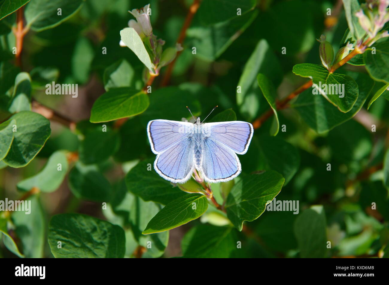 Holly blue butterfly hires stock photography and images Alamy