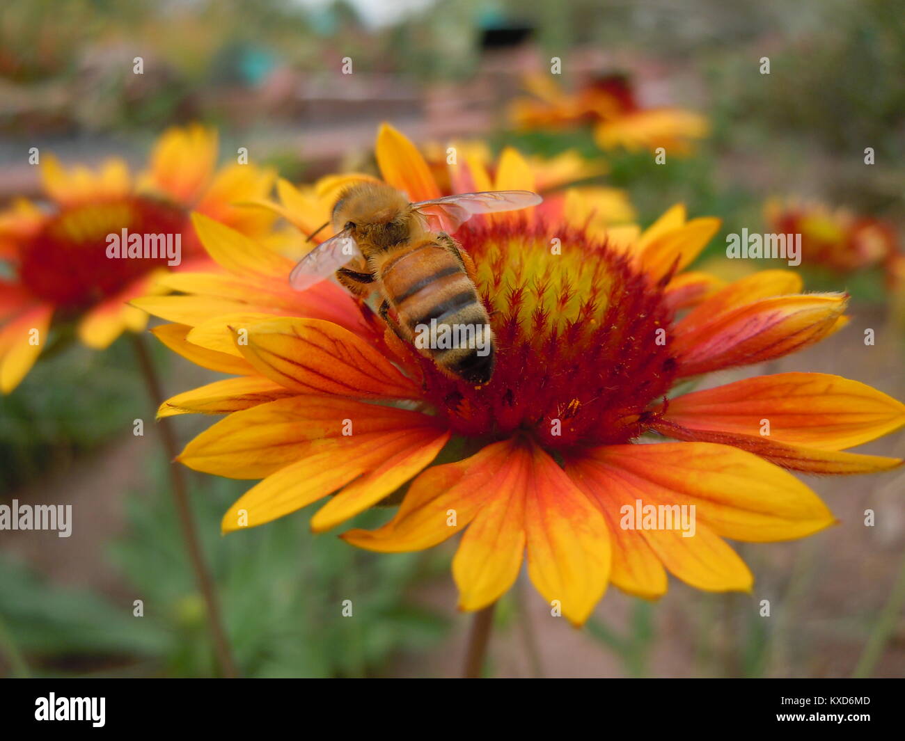 Honeybee on Blanketflower Stock Photo
