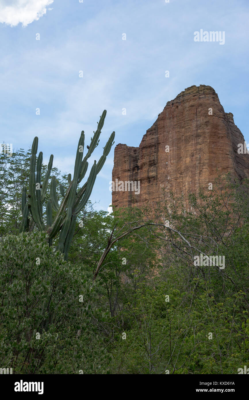 Leafy Catinga in Serra da Capivara Stock Photo