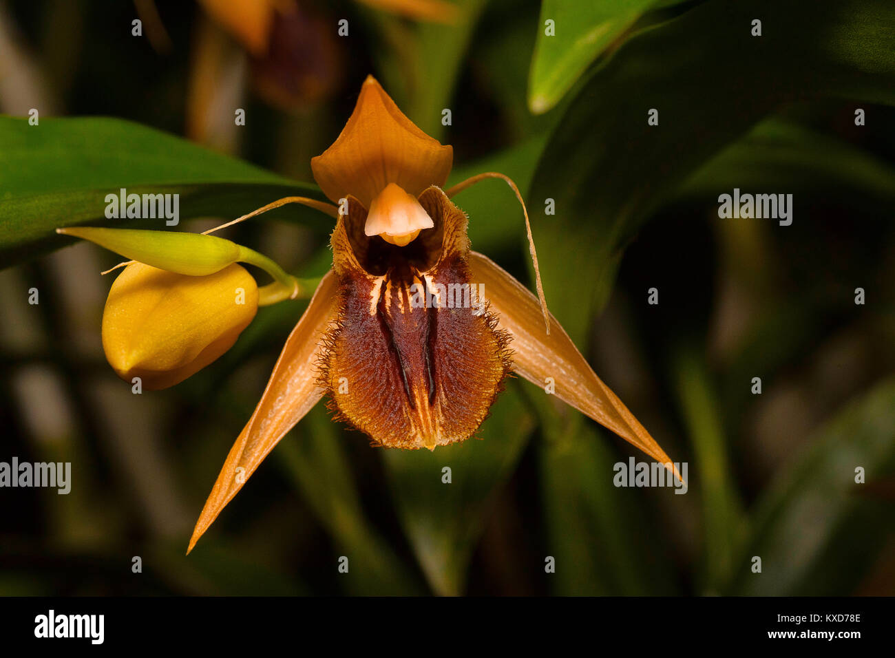 Coelogyne fimbriata, Orchid. Durgapur village, Nagaland, India Stock Photo