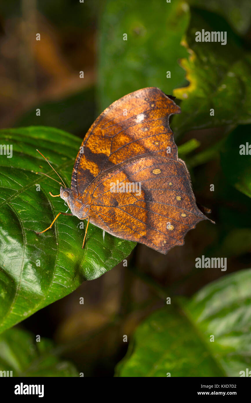 Dark Evening Brown butterfly, Melanitis phedima bela, Satakha, Nagaland, India Stock Photo