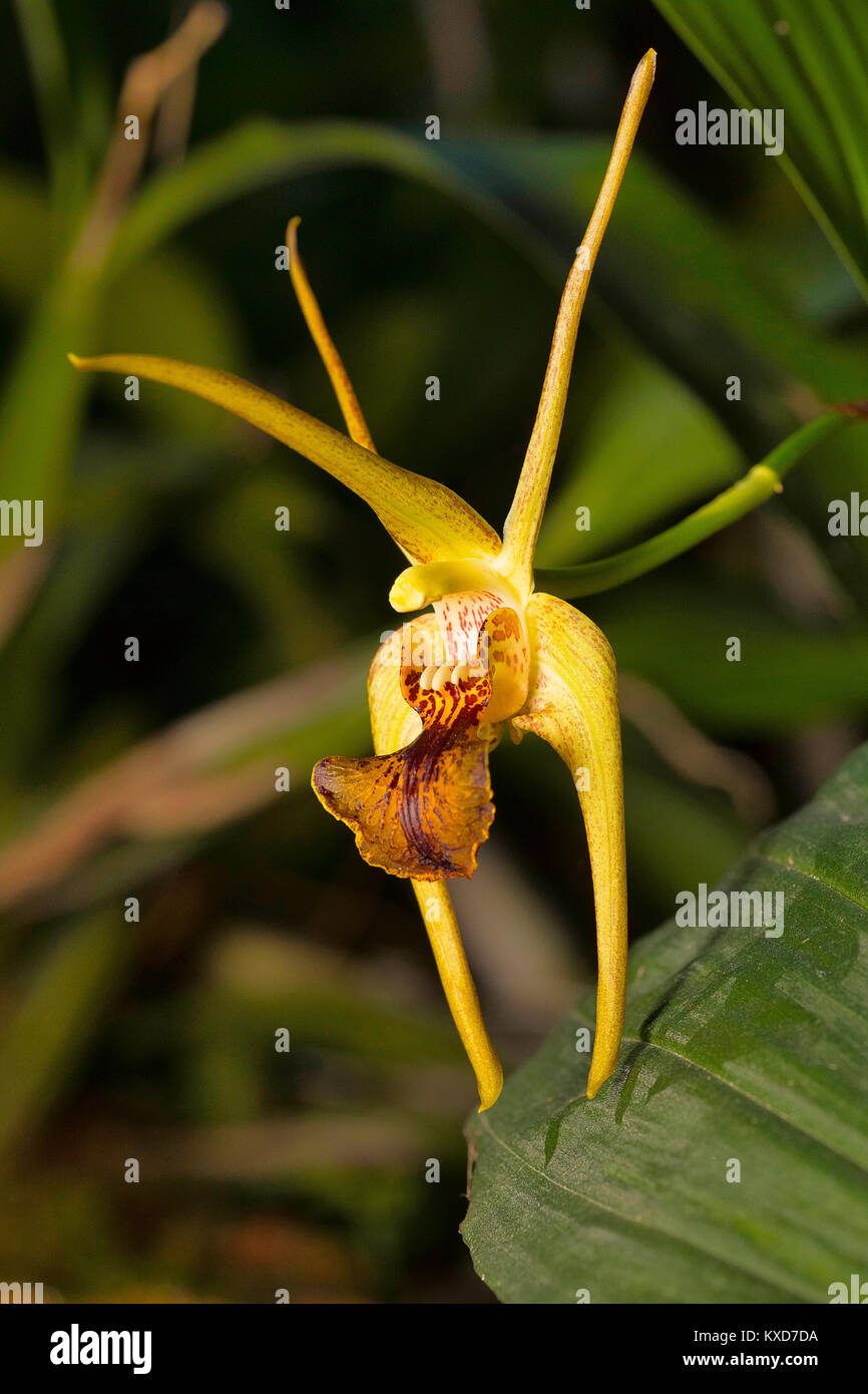Dendrobium amplum, Orchid species. Durgapur village, Nagaland, India Stock Photo