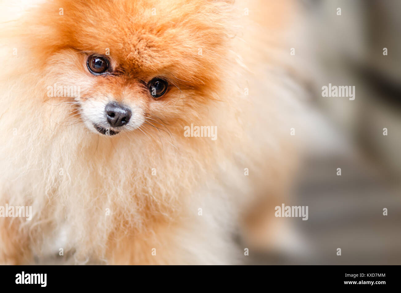 Pet, decorative redhead, little doggy, clear day, looks with surprise at the photo, the background is blurred Stock Photo