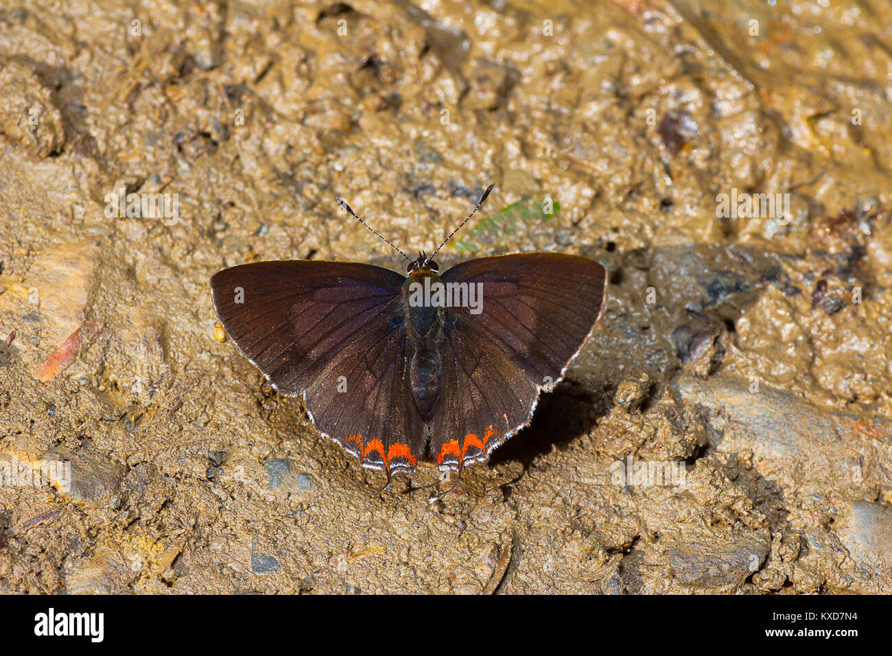 Indian Purple Sapphire butterfly, Heliophorus indicus, Satakha, Nagaland, India Stock Photo