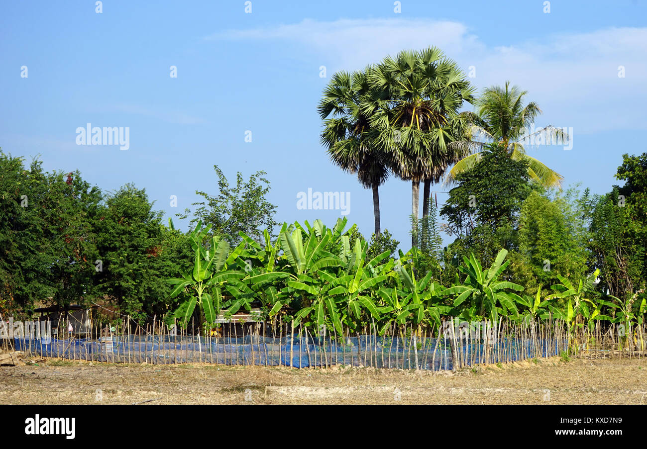 Bananas near farm house in Laos Stock Photo Alamy