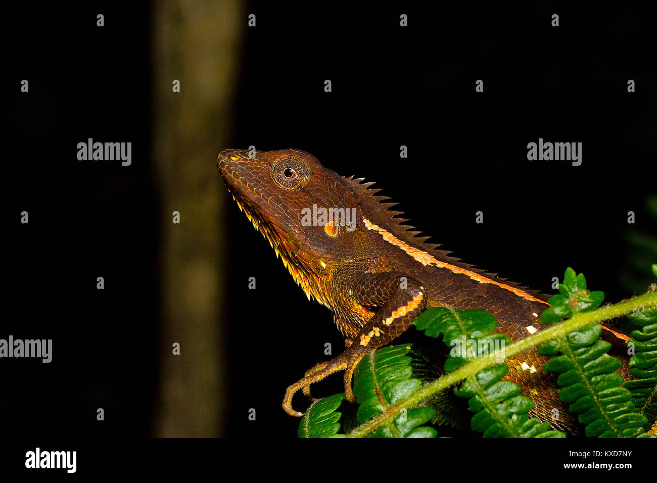 Jerdon's Forest Lizard, Calotes jerdoni, Kivikhu, Nagaland, India Stock Photo