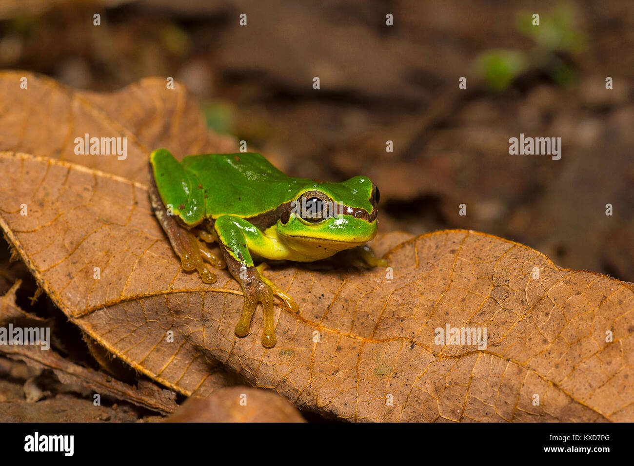 Indian tree frog hires stock photography and images Alamy