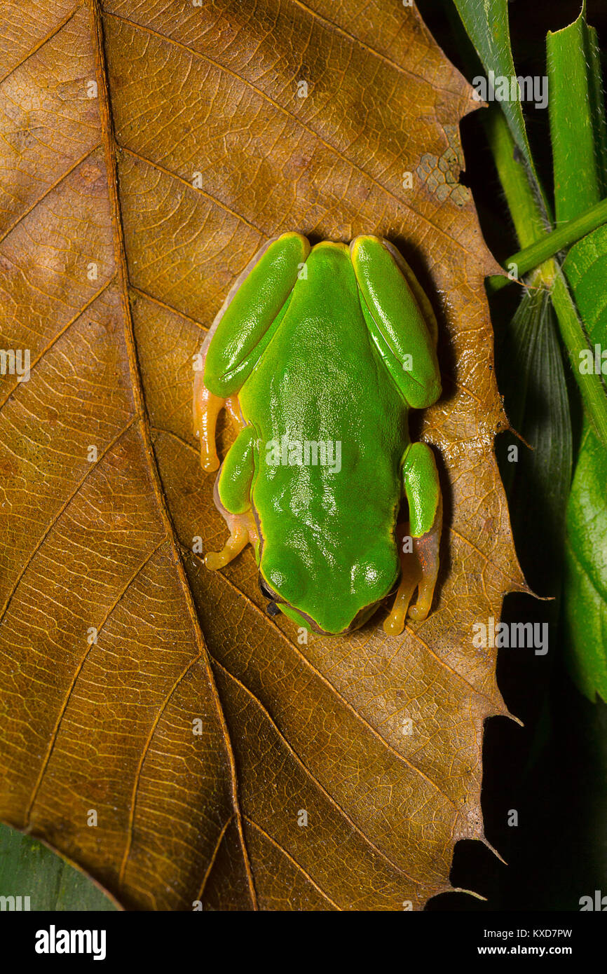 Jerdon's tree frog, Hyla annectans, Assam treefrog, Indian hylid frog, green leave frog, Kivikhu, Nagaland, India Stock Photo