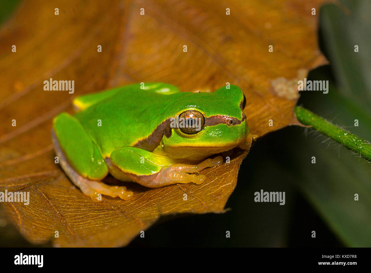 Jerdon's tree frog, Hyla annectans, Assam treefrog, Indian hylid frog, green leave frog, Kivikhu, Nagaland, India Stock Photo