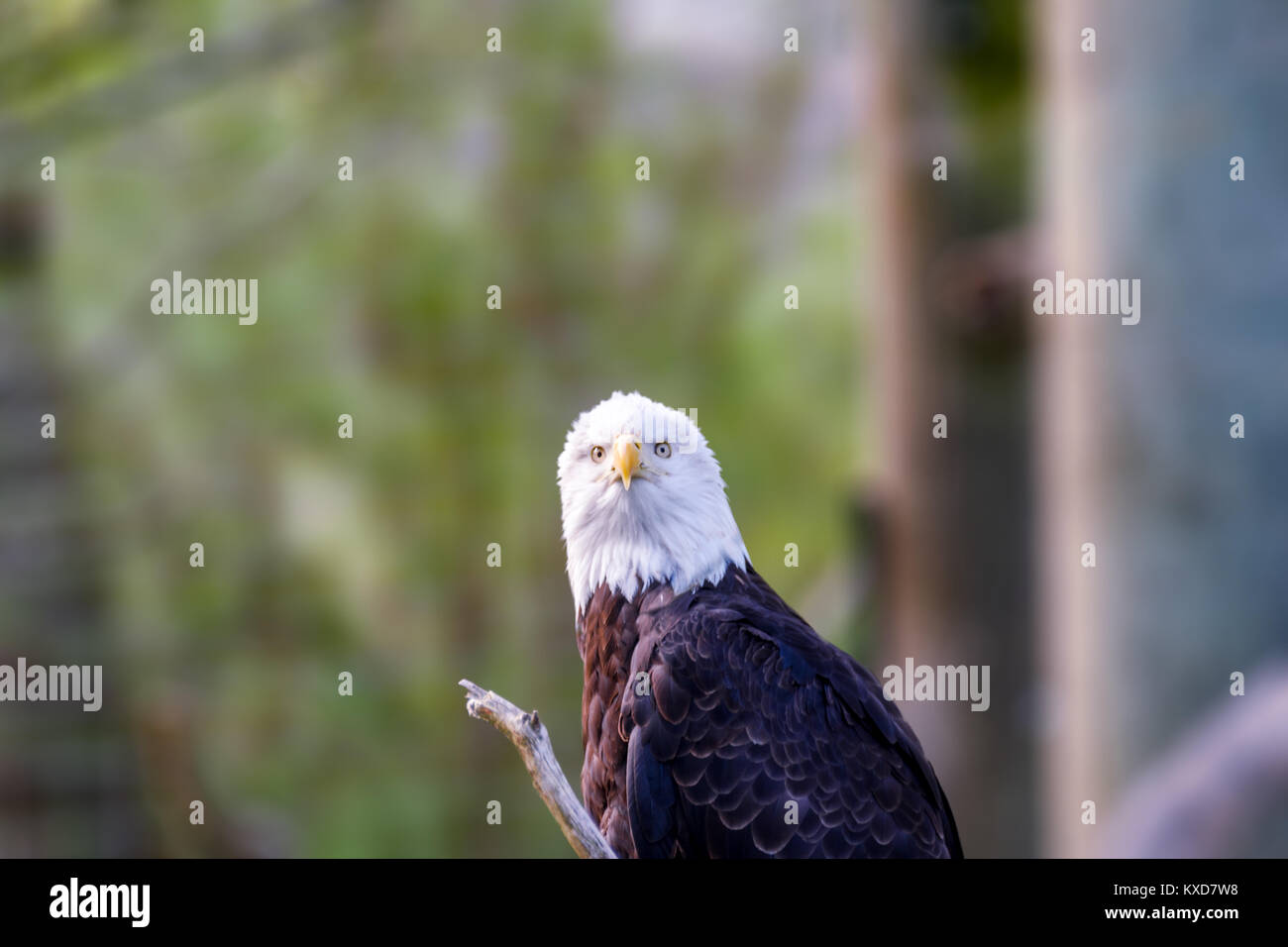 Wild animal, bird brown eagle with white head and yellow beak, the background of the green color is blurred Stock Photo