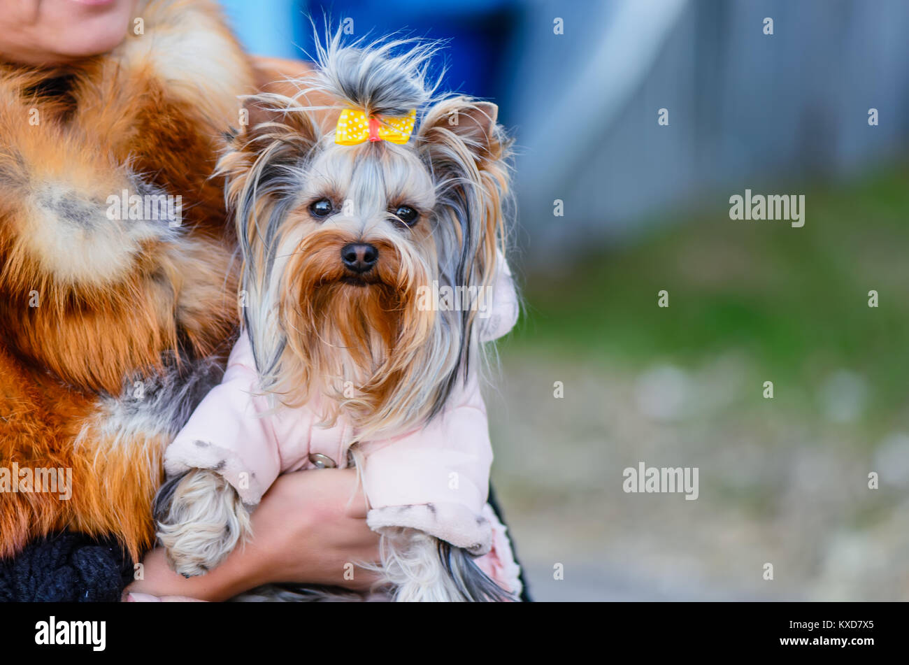 Sits, an animal with a man. Pedigree, decorative dog, brownish red, shaggy, with a thick long coat Stock Photo