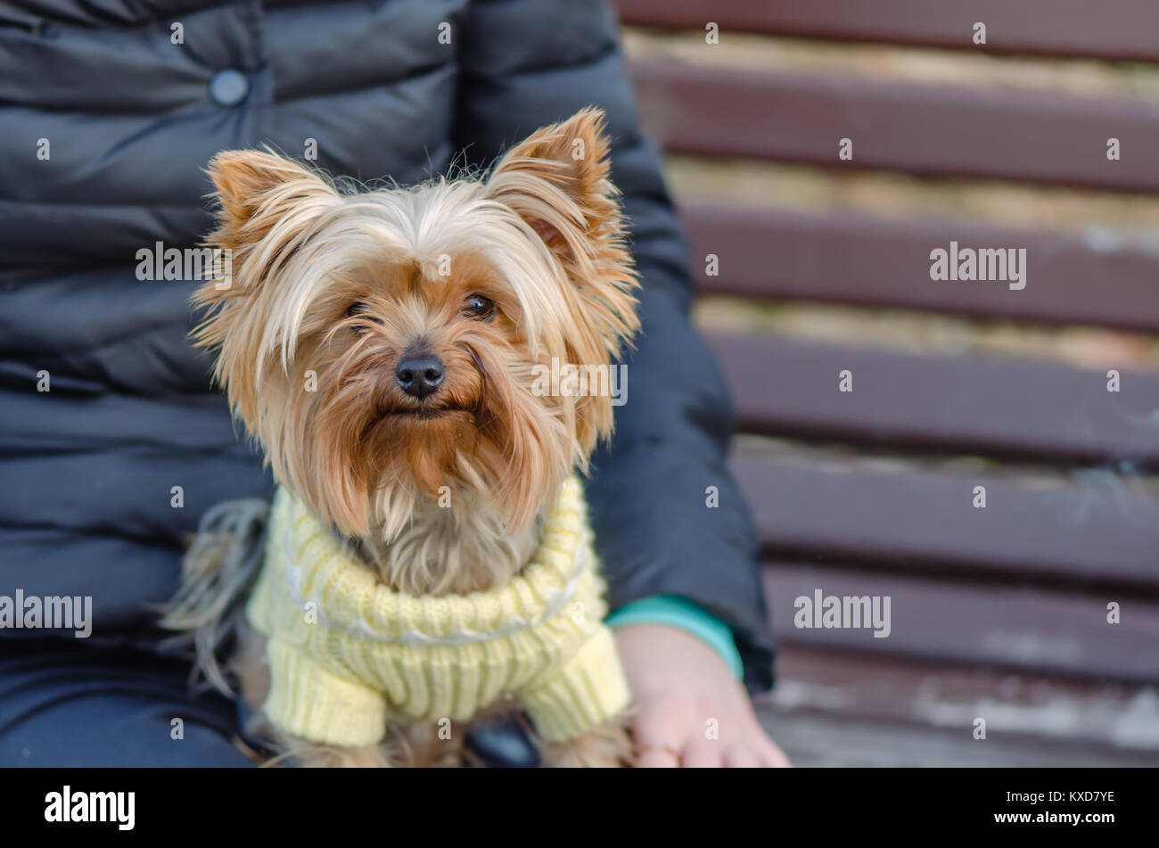 Sits, an animal with a man. Pedigree, decorative dog, brownish red, shaggy, with a thick long coat Stock Photo