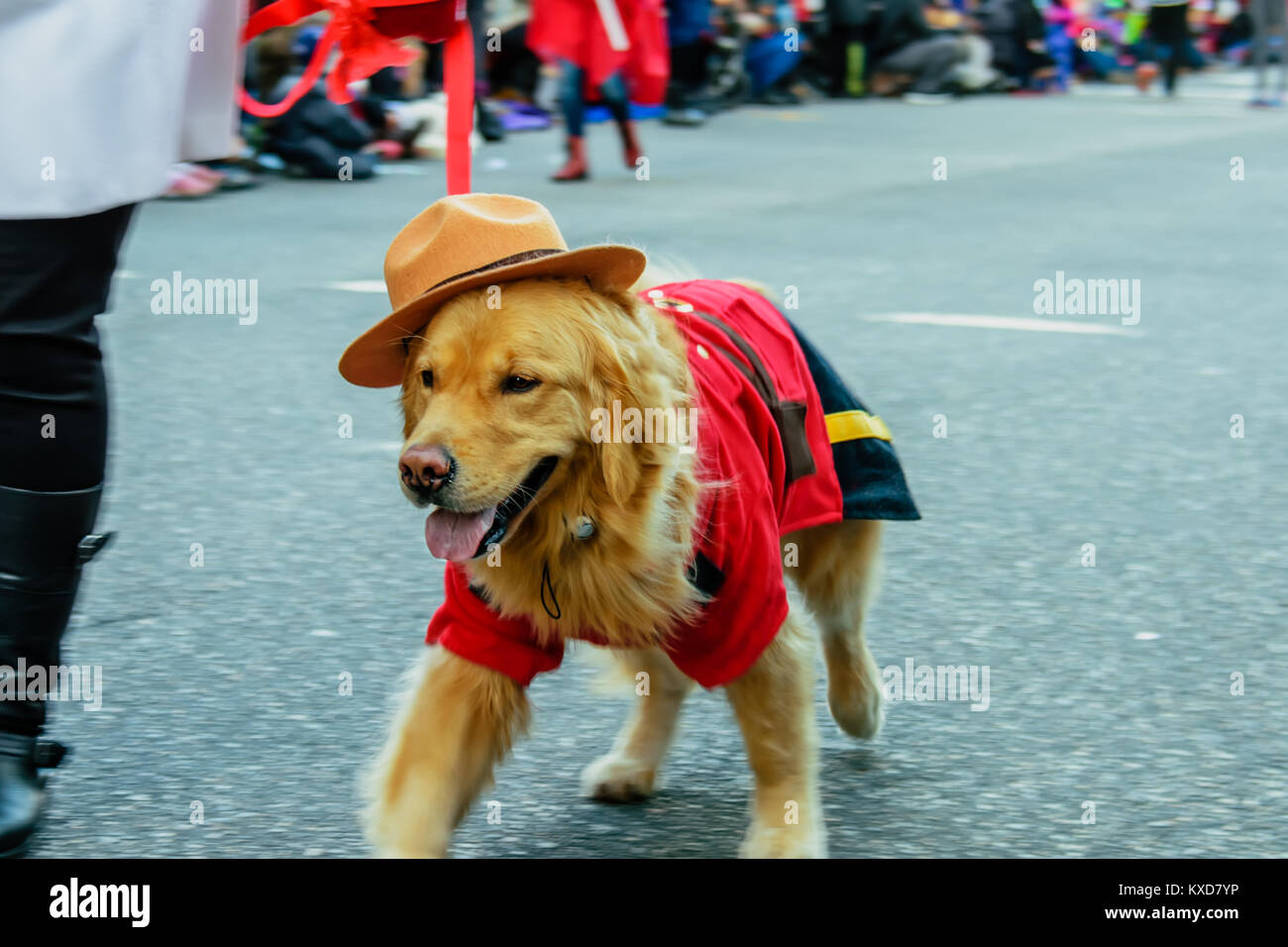 An animal is a red-haired dog in a brown hat and red clothes walking along the street with an open mouth and an erect tongue Stock Photo