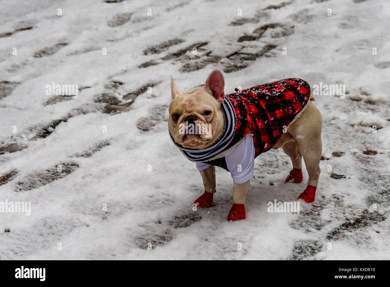 An animal, a dog, a French bulldog of white color, stands on the snow, dressed in plaid clothes, red and black, red socks and a scarf in black and whi Stock Photo
