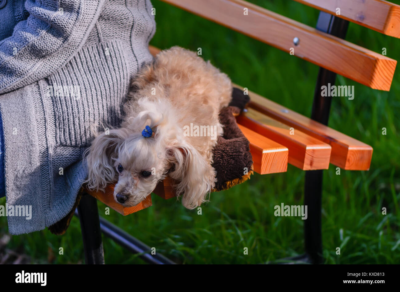 An animal, a dog, a white, shaggy lap dog lies on a wooden bench near the hostess in a gray knitted sweater Stock Photo