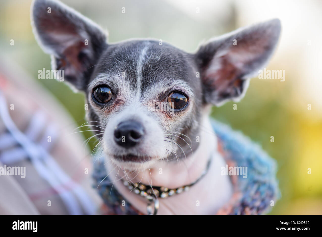Black Long Hair Chihuahua Stock Photos Black Long Hair Chihuahua