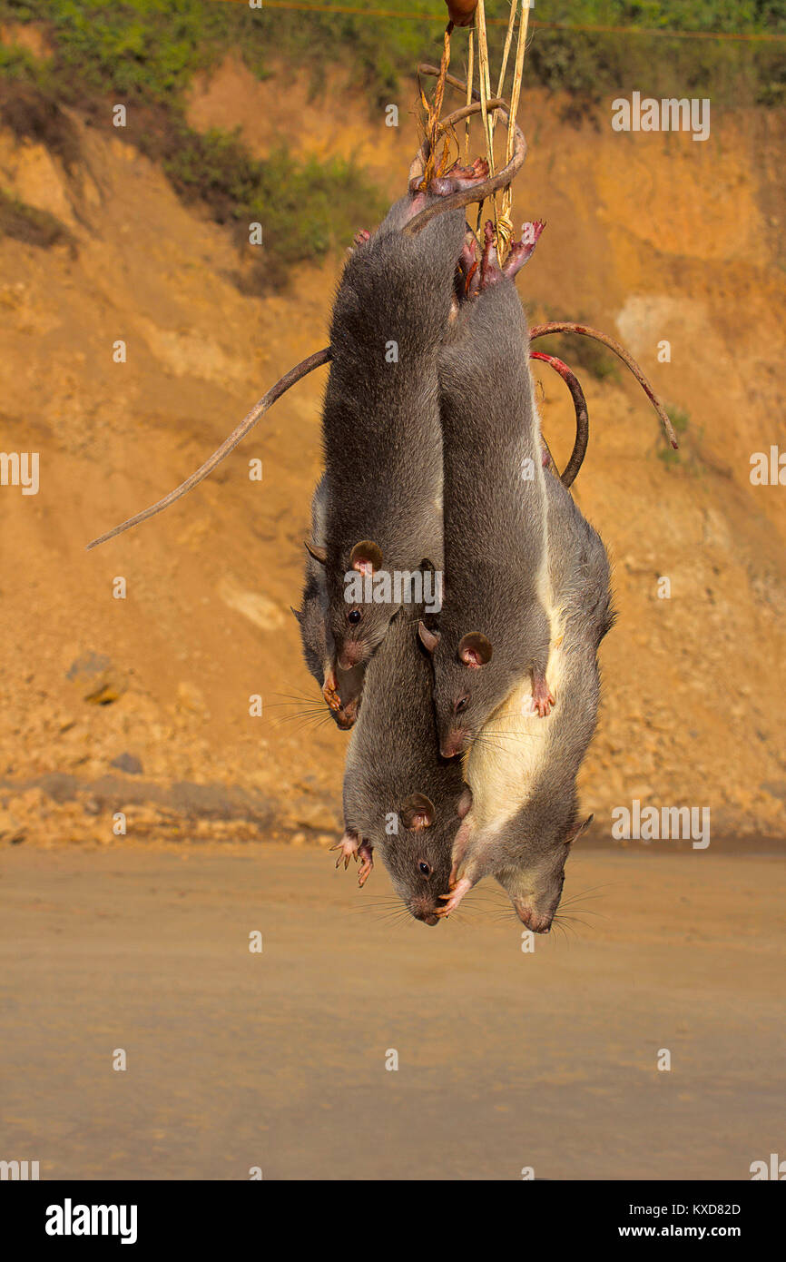 Rats for sale, Dimapur, Nagaland, India Stock Photo