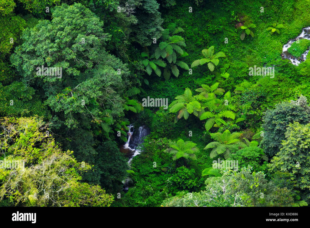 Aerial view of the forest Stock Photo - Alamy