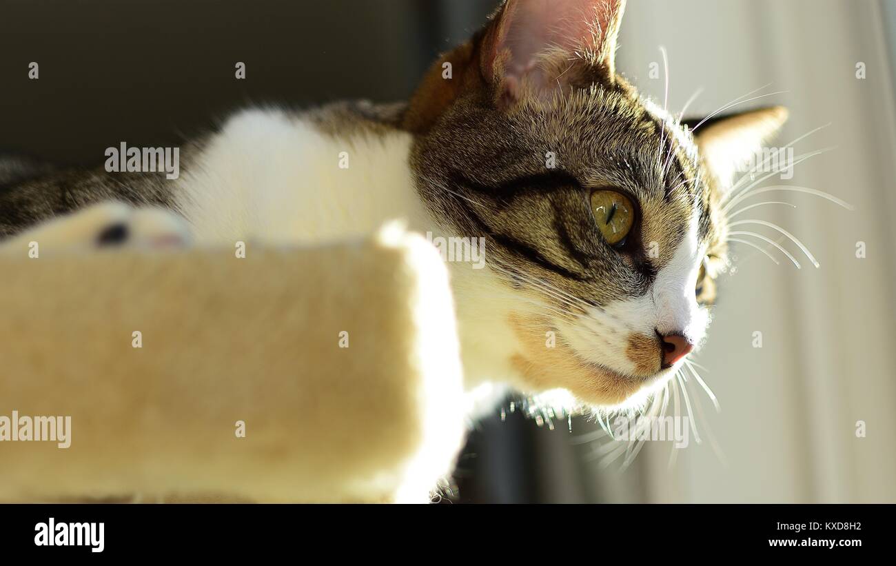 This is my good side Stock Photo Alamy