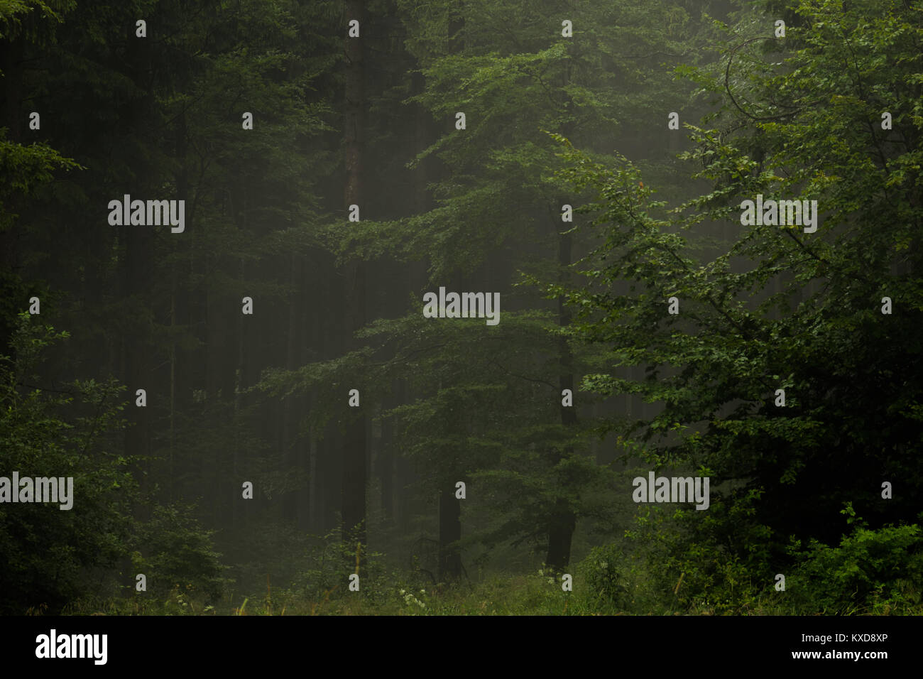 Mysterious misty gloomy wood trees Stock Photo