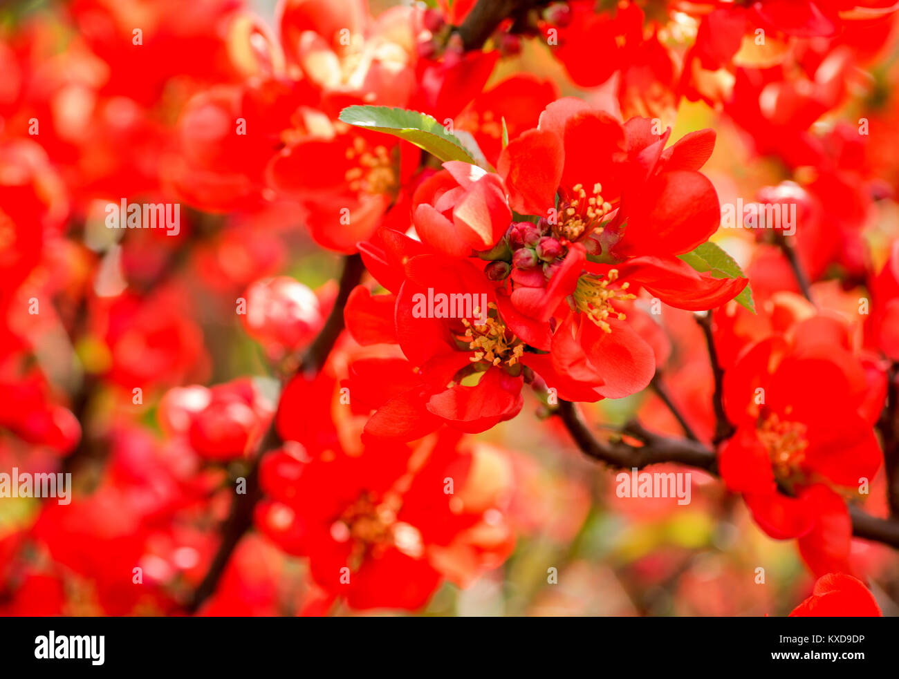 Blossoming Chaenomeles (flowering quince, Japanese quince), a genus of spiny shrubs, native to eastern Asia. Stock Photo