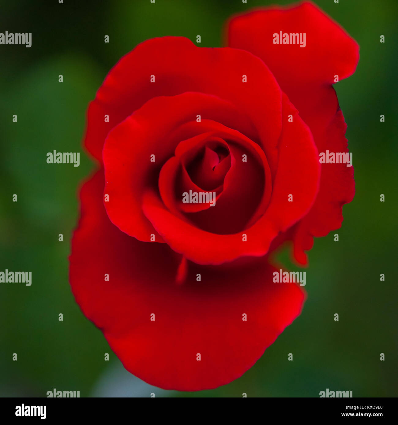 macro of a beautiful rose Stock Photo - Alamy