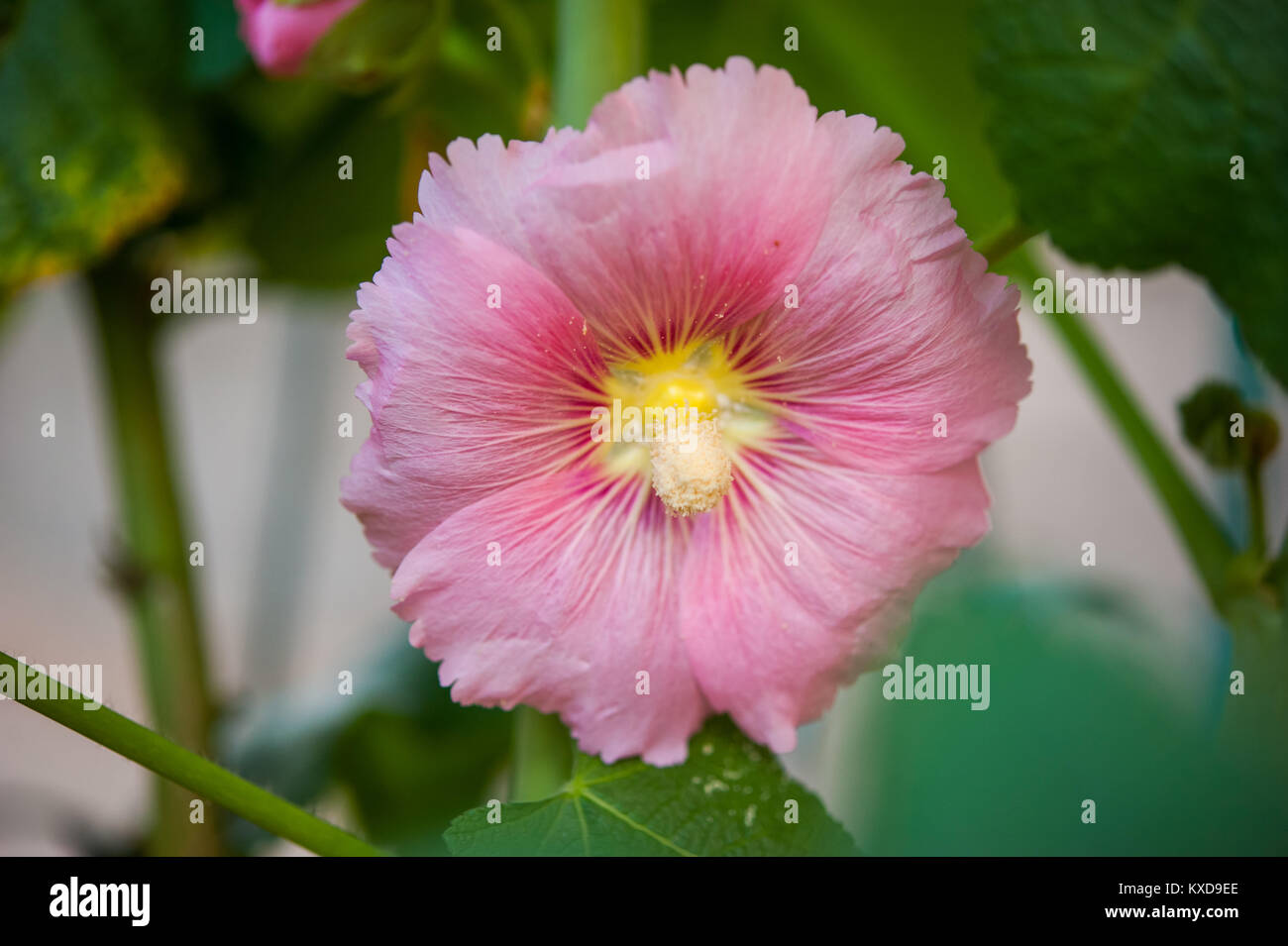 Pink peony flower close up on background Stock Photo - Alamy