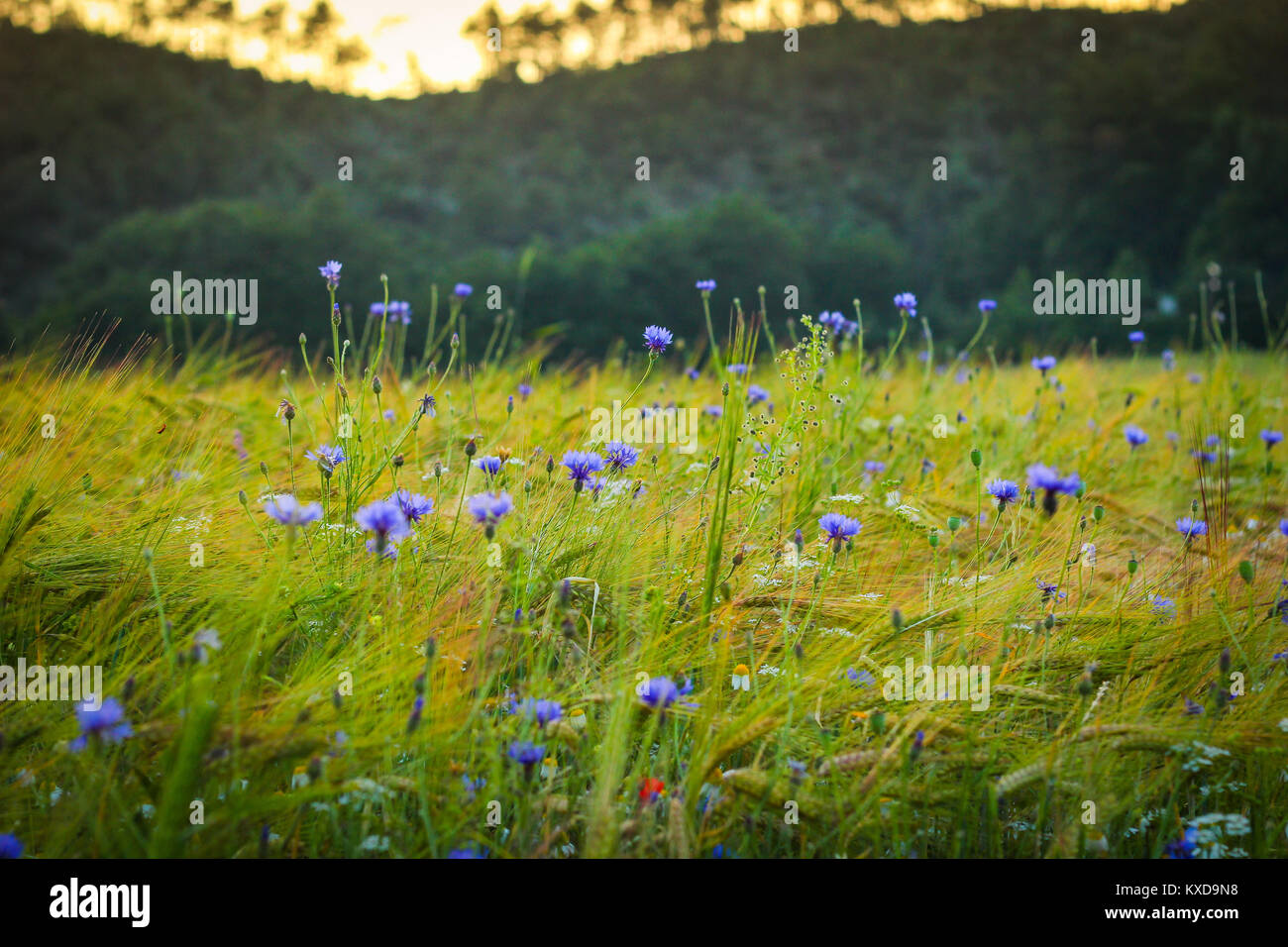 Field with cornflowers and barley in Sassello, Italy Stock Photo