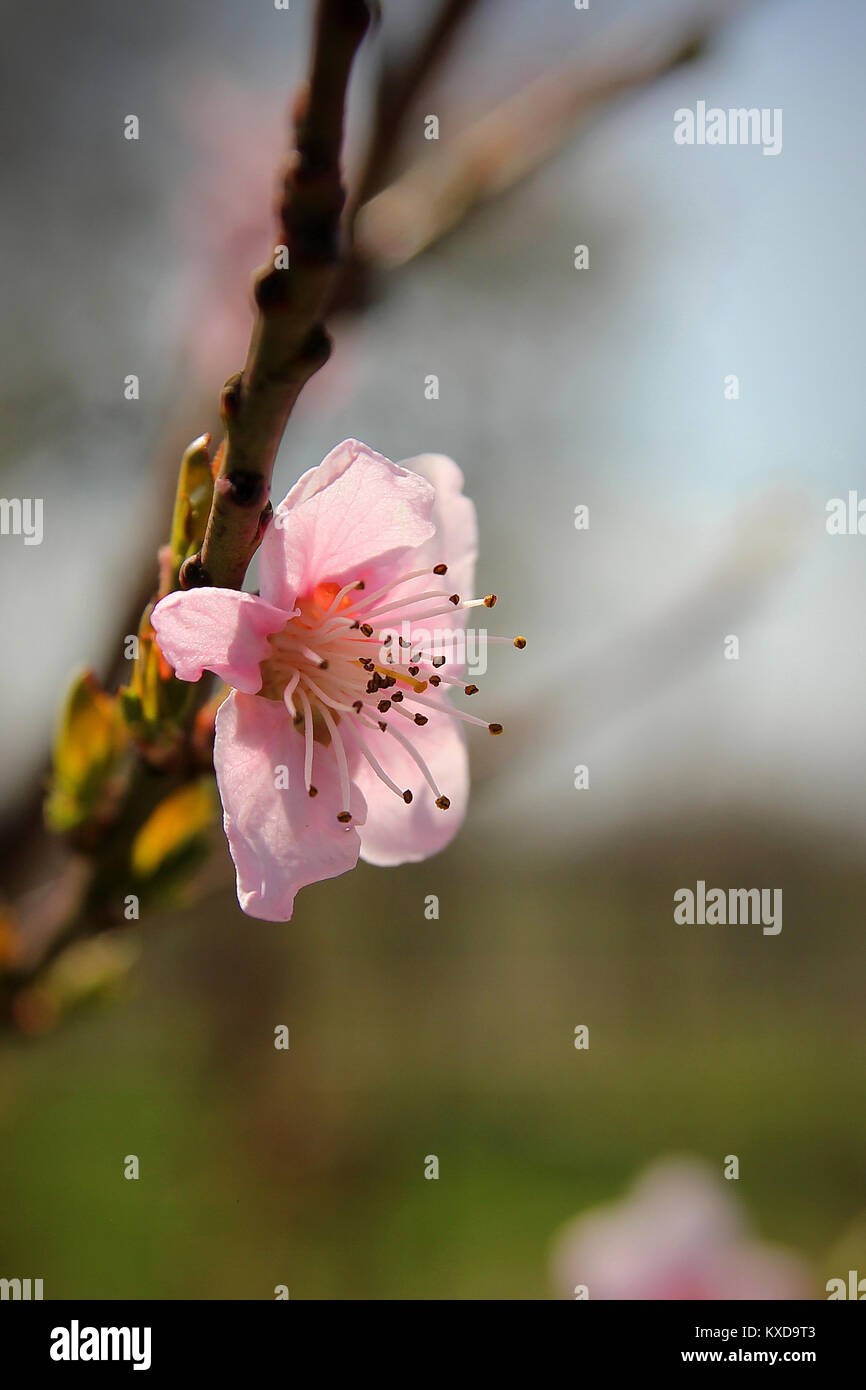 Close up peach tree pink flower on a branch in spring Stock Photo