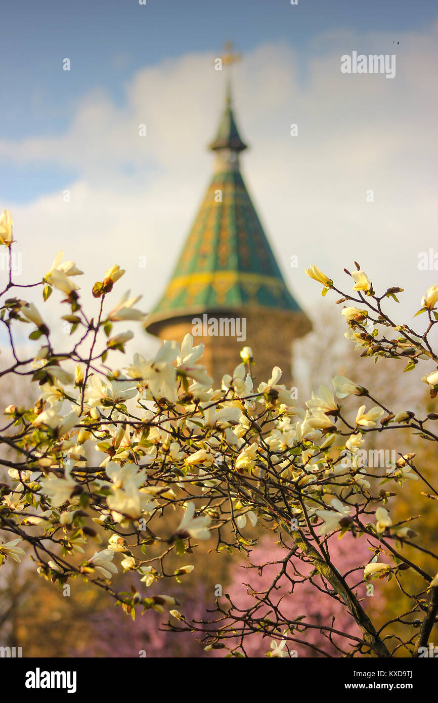 Magnolia tree branches in bloom with the Metropolitan Cathedral in the background in Timisoara, Romania Stock Photo