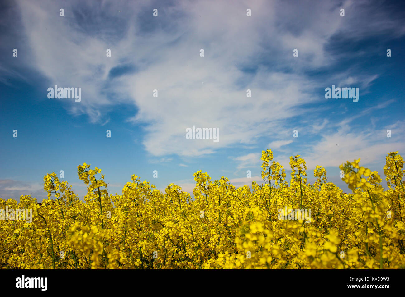 Canola field with beautiful blue sky and clouds background Stock Photo