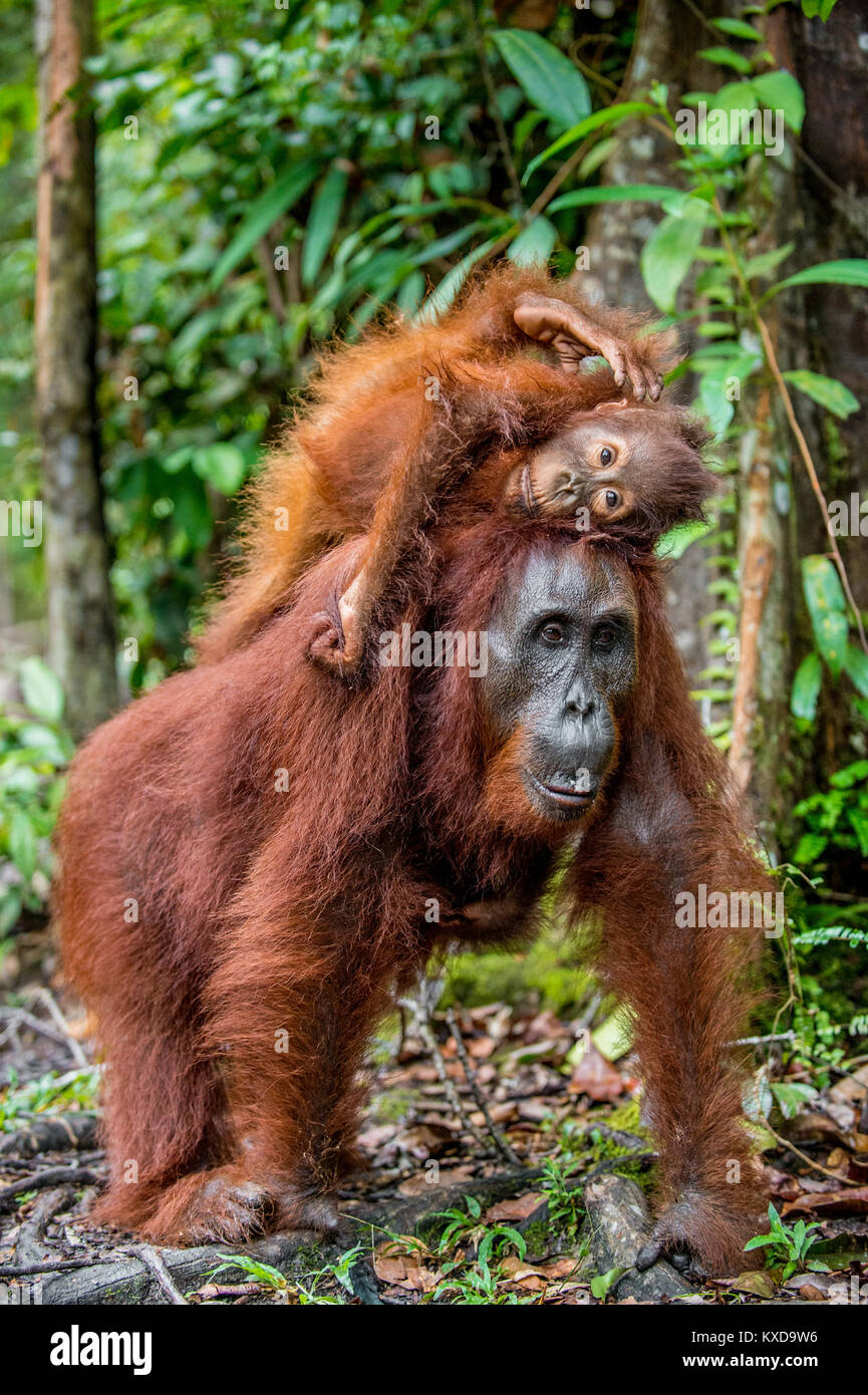 A female of the orangutan with a cub in a natural habitat.  Central Bornean orangutan (Pongo pygmaeus wurmbii) in the wild nature. Wild Tropical Rainf Stock Photo