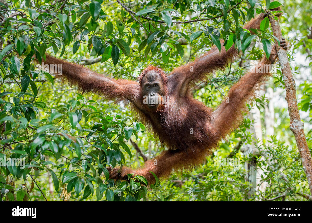 Great Ape on the tree. Central Bornean orangutan  ( Pongo pygmaeus wurmbii ) in natural habitat. Wild nature in Tropical  Rainforest of Borneo. Stock Photo