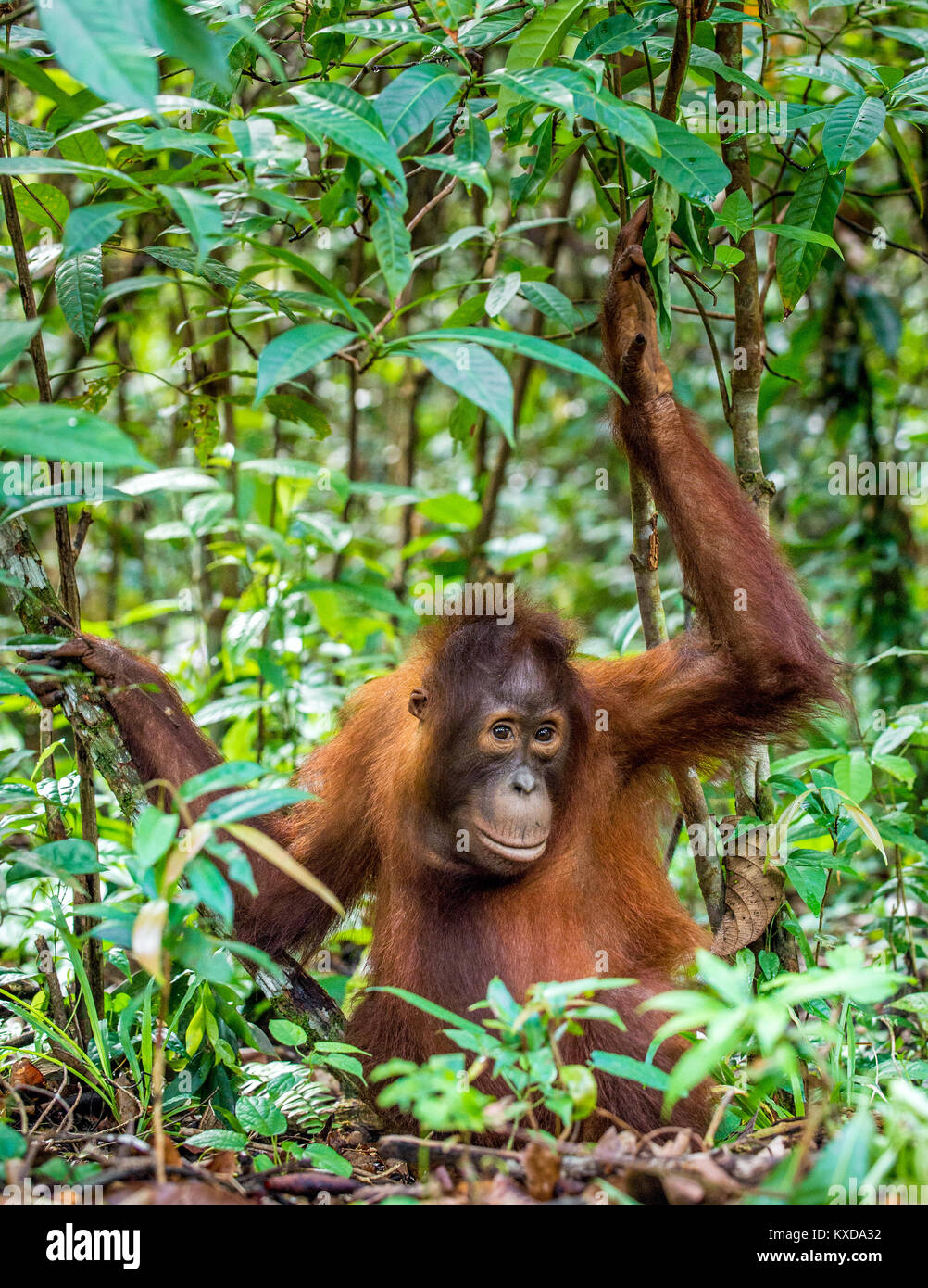 Juvenile of Central Bornean orangutan  ( Pongo pygmaeus wurmbii )  in natural habitat. Wild nature in Tropical  Rainforest of Borneo. Indonesia Stock Photo