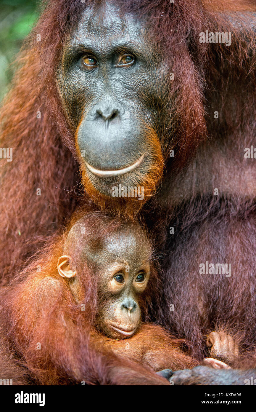 A female of the orangutan with a cub in a natural habitat.  Central Bornean orangutan (Pongo pygmaeus wurmbii) in the wild nature. Wild Tropical Rainf Stock Photo
